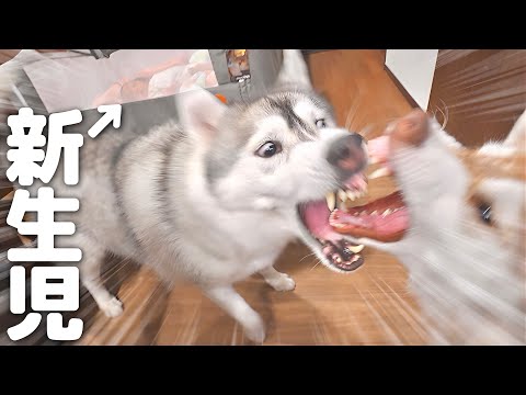 大喧嘩中でも背後の赤ちゃんに気づくと瞬時に冷静さを取り戻す愛犬が凄過ぎました...