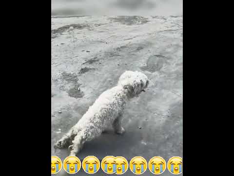 #fyp #bemyfriend #lonely #dog #dogs #cutepuppy #love #tiktok #doglover #lovedogs 8