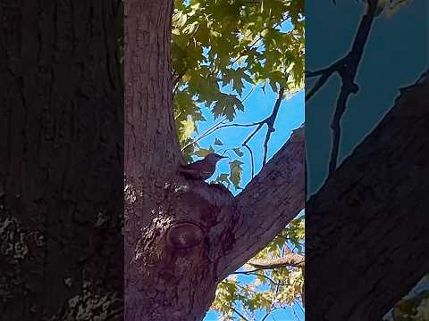 Tiny wings explores mighty trunk, discovering hidden wonders 🐧