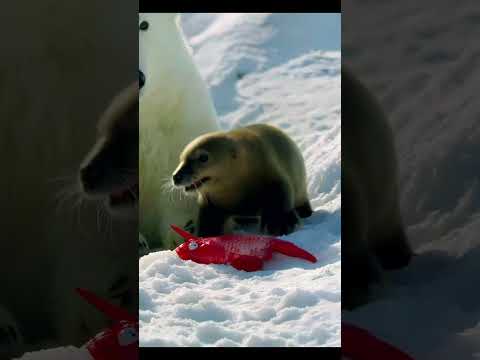 Seal vs Polar Bear: Fish Toy Showdown! 🦭🐟 | Adorable Short