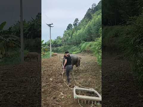 如果你不小心刷到我，请留下来翻翻我的作品吧，也许能治愈你烦躁的心情!#记录真实生活 #山里姑娘 #农村生活欢乐多