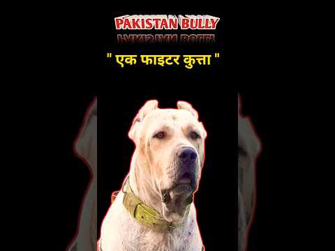 क्या PAKISTAN BULLY😡 PITBULL से खतरनाक है ?😱||#shorts #trending