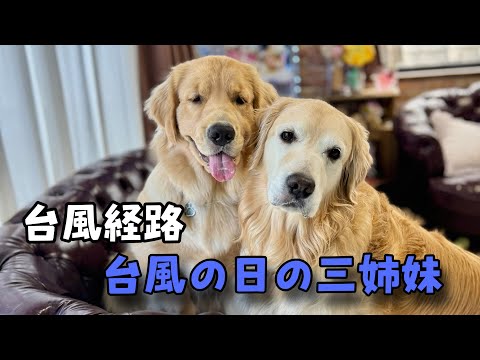 台風の日の三姉妹ゴールデンレトリバー