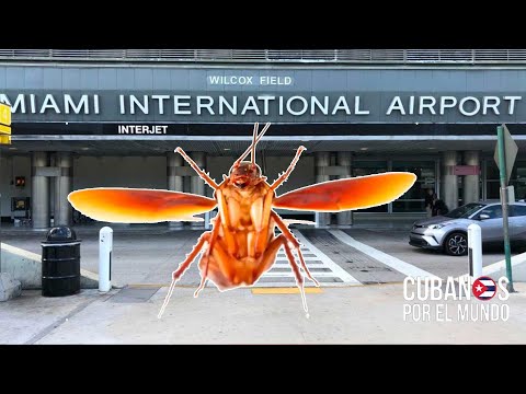 Cucarachas voladoras en Aeropuerto de Miami. “A lo mejor comienzan a chartear a Cuba”, dice Otaola.