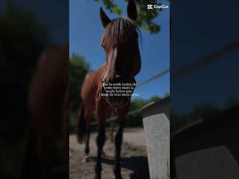 la meilleure 🫶🏻