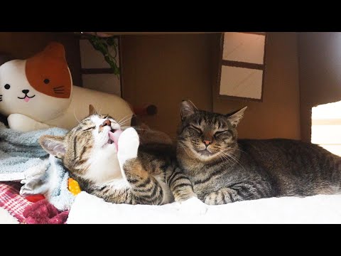 弟にナメナメしてもらいたい甘えん坊なお兄ちゃん猫　【リキちゃんねる　猫動画】 キジトラ 猫のいる暮らし