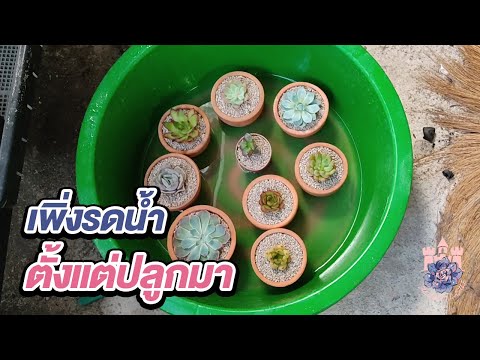 ปลูกไปด้วยกัน:รดน้ำกุหลาบหิน