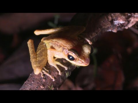 'Frogging' takes off in Borneo's rainforest | AFP