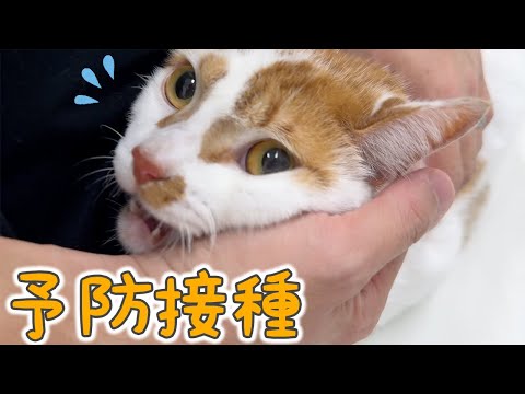 トロしゃんの年1予防接種の様子をご紹介 サムネイル
