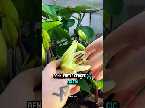 ⚡ Çiçek Gibi Görünüyor… Ama Saldırıyor!