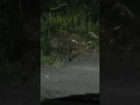 ハクビシン居た(+。+)
