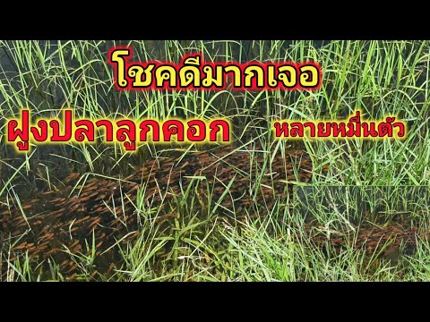โชคดีมากไปนา-เจอฝูงปลาลูกคอก-ห โชคดีมากไปนา-เจอฝูงปลาลูกคอก-ห