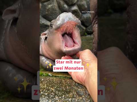 Süßes Zwergflusspferd-Baby MooDeng