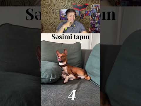 İnstagram: pablo_the_basenji 💚😂