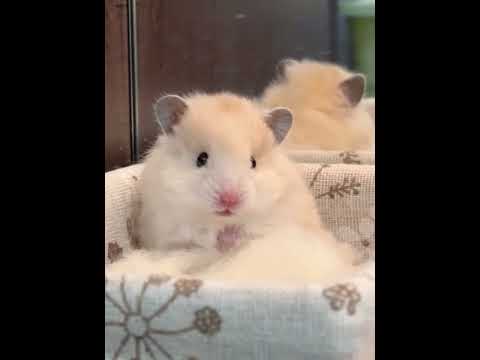 What a cute little bear#Golden Thread Bear#Cute cute#Cute#Soft and glutinous little dumpli