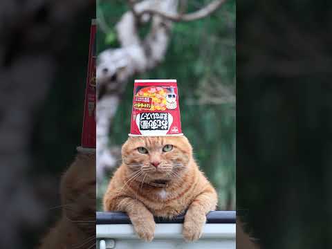 猫の動画サムネイル - おむすび屋さんのまかないスープ うま辛味噌チゲ　250611　#のせ猫　#ねこ　　 #cat #cute #ネコ #cutecat #animals #kitten  #pets #猫のいる暮らし