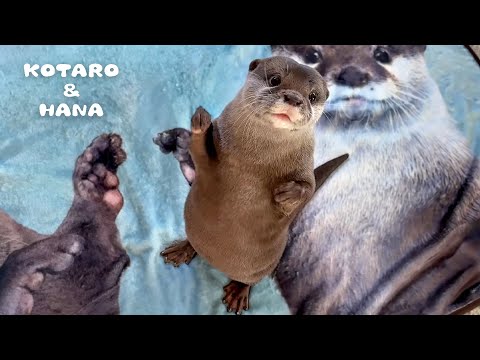 最高のブランケットが完成したのでカワウソに体験してもらった！　Otters Give Their New Blanket Merch the Ultimate Cuddle Test