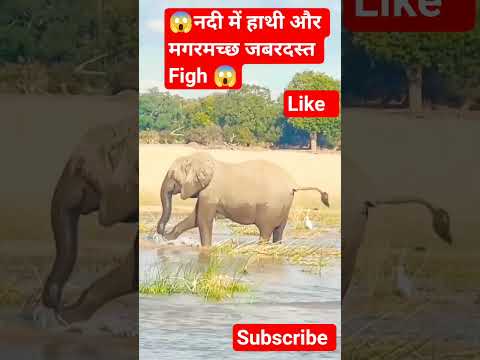 😱ओह माय गॉड मगरमच्छ ने पकड़ा हाथी राजा को 😱  हाथी ने मगरमच्छ को जमकर पीटा #animals #elephant #shorts