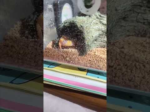 【レオパードゲッコー飼育】名前はノコノコ今日も元気です