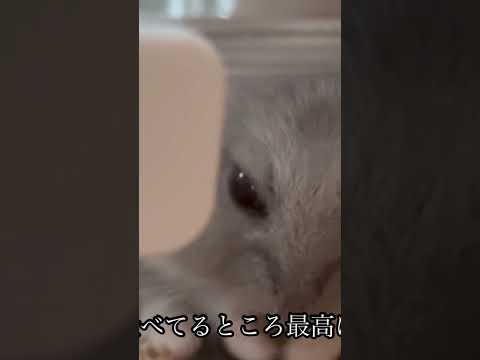 『ペット紹介』ジャンガリアンハムスターです、名前は玲那ちゃん性別はメス、餌食べてる所がマジで可愛いすぎて天使 #ちゃんねる登録お願いします #ハムスターのいる生活 #癒し #ハムスター好き