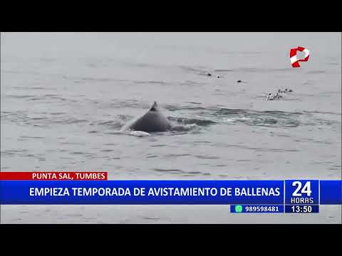 Empieza la temporada de avistamiento de ballenas en Tumbes