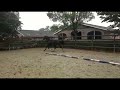 Dressuurpaard Stunning Three-Year-Old By Desperado / Don Ricoss