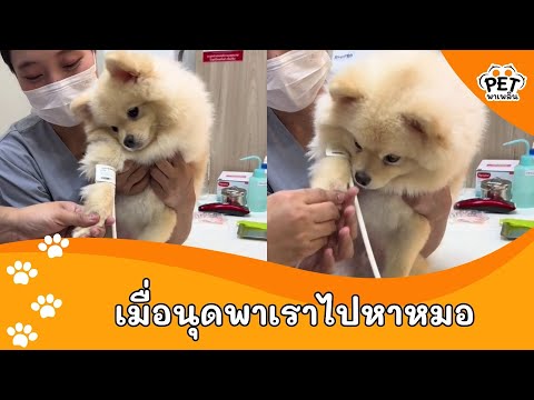 เมื่อนุดพาเราไปหาหมอ|PetSoc