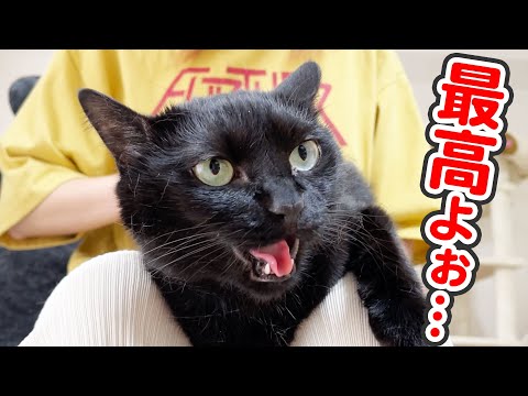 「最高よぉ…」と、ママのおひざの上でとろけてしまう猫