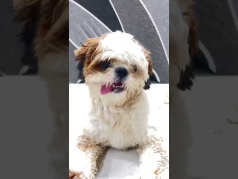 #sky #dog #shihtzu #youtubeshorts