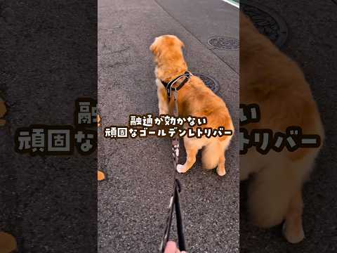 パパを待つゴールデンレトリバーのほっこり瞬間 サムネイル