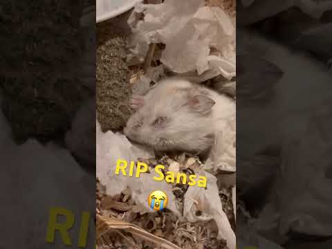 #sad #hamster #pet #got #gameofthrones