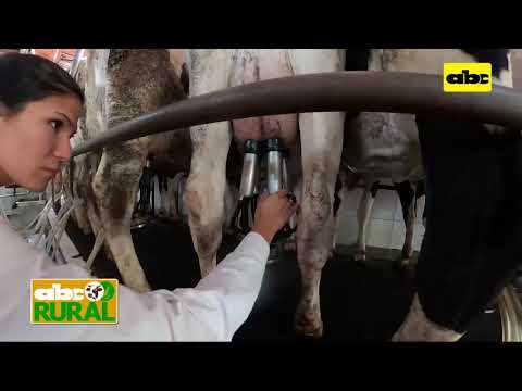 ABC Rural: Sobreordeño de vacas lecheras y los problemas que causa