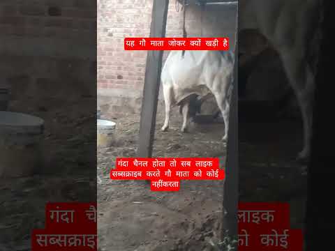 यह गौ माता जोकर क्यों खड़ी है #13million #cow #farming #100millon #gaumata #motivation