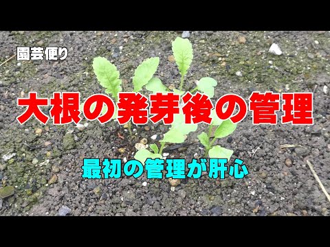 大根の発芽後の管理2023    最初の管理が肝心