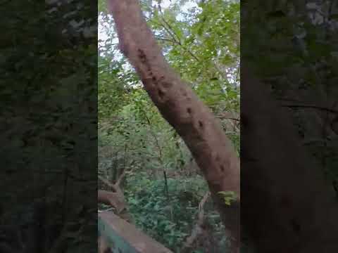 গোলপাতা জঙ্গল#viewskaisebadhaye #increasesusbcribers #ytshorts #hindisong #foryou