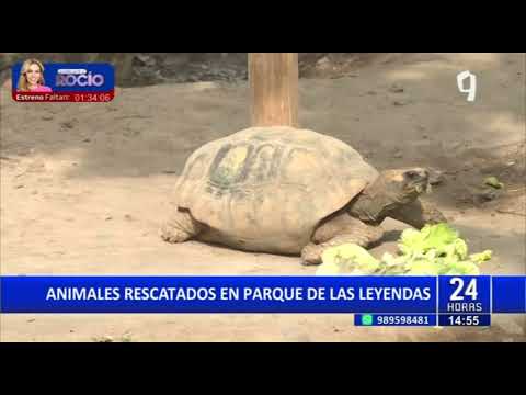 Parque de las Leyendas: Animales rescatados son trasladados a conocido zoológico