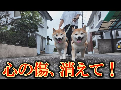 ドッグランでのトラウマから、まともに散歩が出来なくなった柴犬の現在の様子を公開します。