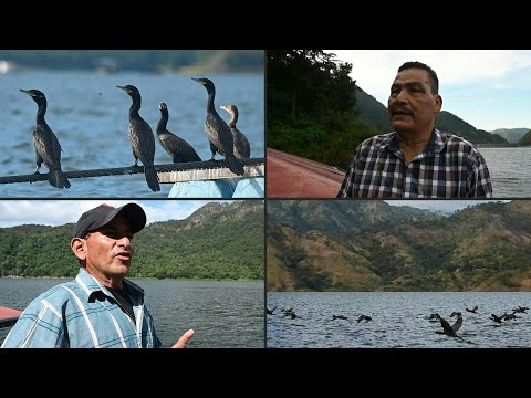 Cormoranes amenazan la pesca en la mayor represa de Honduras | AFP