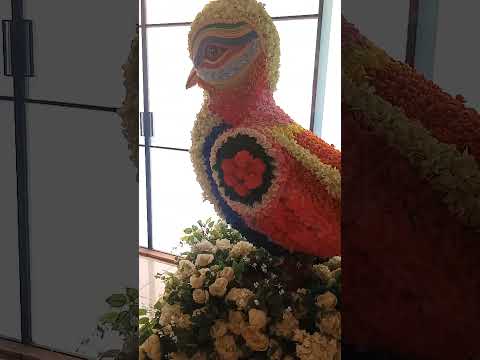 😱🦜 Bird Eye❤️❤️#shorts#ytshorts#youtubeshorts#viral#reels#shortsfeed#dhanteras #trending#diwali#song