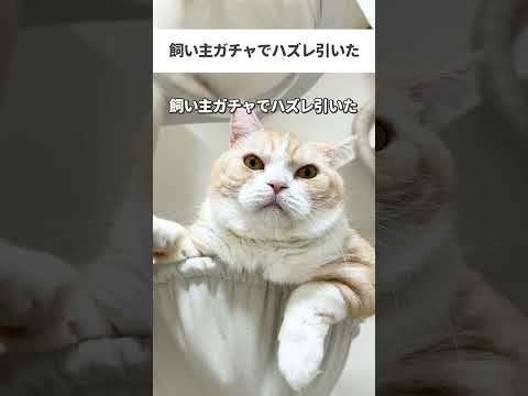 飼い主ガチャでハズレ引いた #猫 #ねこ #猫動画 #cat #替え歌 #子猫
