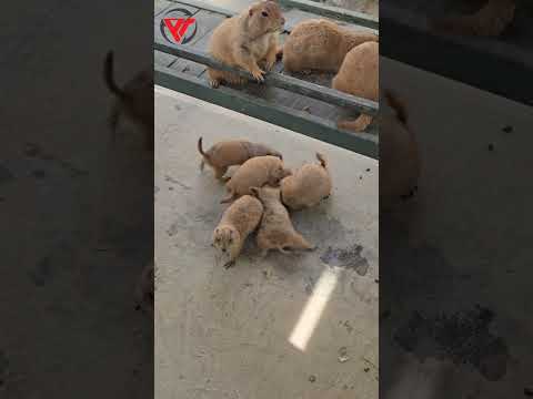 ​Prairie Dog Alert! 🚨 The funniest reaction ever! 😂 #kephongtran #loveanimals #yeudongvat