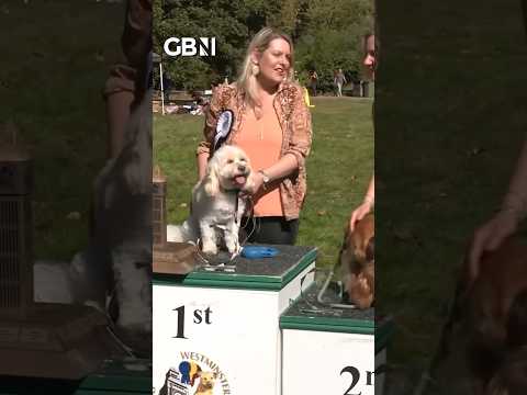Cockapoo picked as Westminster Dog of the Year #dog #cockapoo #pet #GBNews