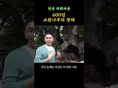 안동 하회마을 가면 꼭 들러야 할 곳, 600년 삼신당 소원나무