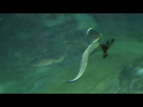 Afrykarium in Zoo Wroclaw - expozice Mosambický kanál - rejnoci, muréna a jiné mořské ryby