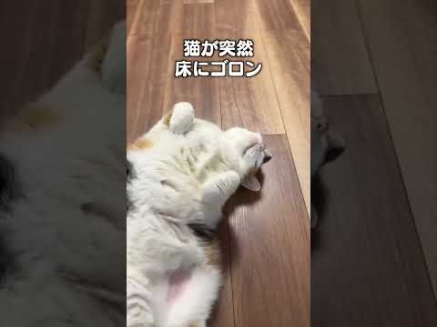 ゴローリングで楽しむ猫あるあるソングとコミュニティ紹介 サムネイル