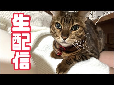 【生配信12/16】寒い12月の夜は猫でも見てほっこりしませんか？生配信