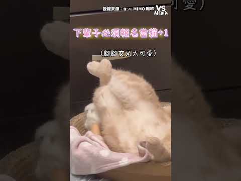 這睡姿十分自在 #貓 ｜VS MEDIAｘ✿༺ MIMO 咪哞