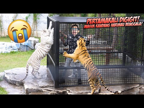 PERTAMAKALI MASUK KE KANDANG HARIMAU PUTIH BENGGALA PALING BUAS!!! JARI BERDARAH HAMPIR PUTUS!!!