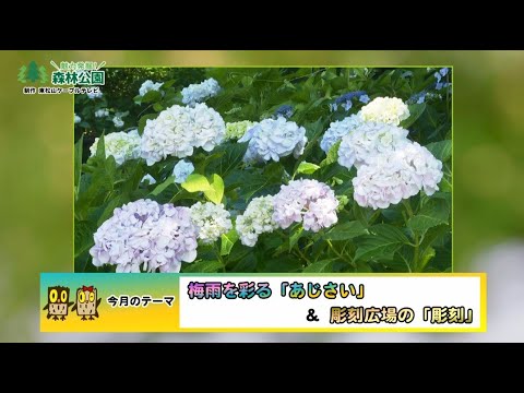 【公式】「魅力発掘！森林公園・アジサイ、彫刻広場の彫刻」2025年7月号アーカイブ（国営武蔵丘陵森林公園）