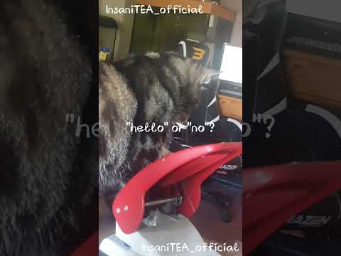 hello or no? #cattalking #cat #sillycat #british #vlog #shitpost #funnypets #song